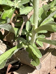 Gamochaeta argyrinea