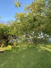 Leucaena pulverulenta