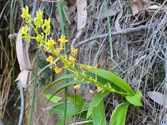 Liparis reflexa