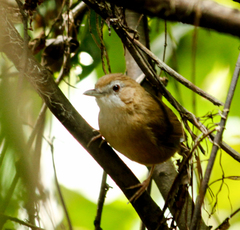Malacocincla abbotti