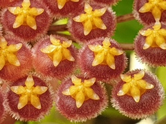 Hoya obscura