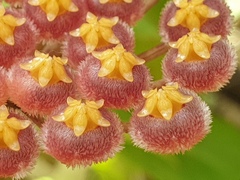 Hoya obscura