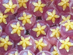 Hoya obscura