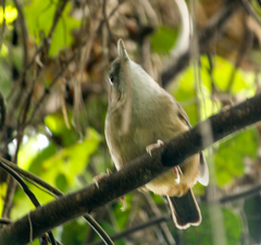 Malacocincla abbotti
