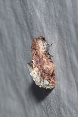 Parerastria castaneata