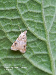 Hellula phidilealis