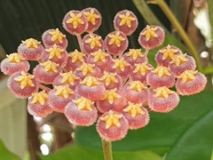 Hoya obscura