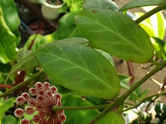 Hoya obscura