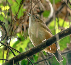 Malacocincla abbotti