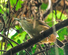Malacocincla abbotti