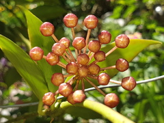 Hoya obscura