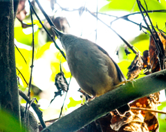 Malacocincla abbotti