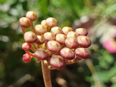 Hoya obscura