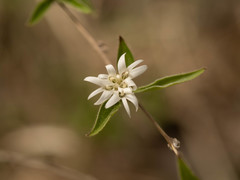 Myripnois dioica
