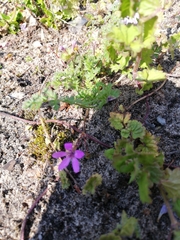 Erodium cicutarium