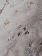 Cuniculus