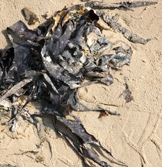 Saccorhiza polyschides