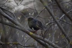 Sturnus vulgaris
