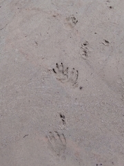 Cuniculus