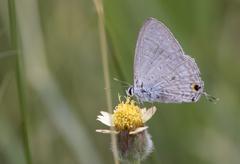 Theclinesthes onycha