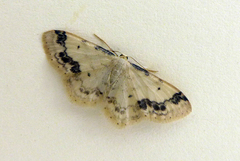 Idaea trigeminata