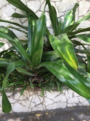 Liliopsida