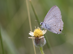 Catochrysops panormus