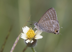 Theclinesthes onycha