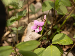 Viola dissecta