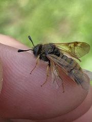 Abia lonicerae