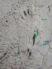 Cuniculus