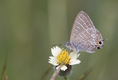 Theclinesthes onycha