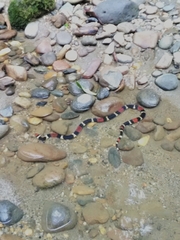 Micrurus surinamensis