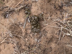 Tragelaphus sylvaticus sylvaticus