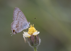 Theclinesthes onycha