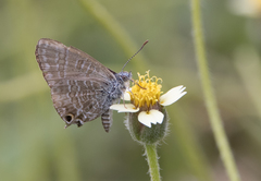 Theclinesthes onycha