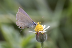 Catochrysops panormus