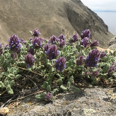 Dracocephalum pinnatum