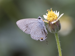 Catochrysops panormus