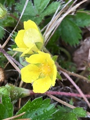 Potentilla simplex
