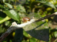 Succinea meridionalis