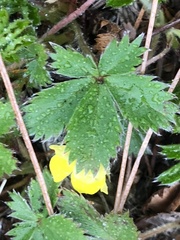 Potentilla simplex
