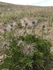 Pulsatilla tenuiloba