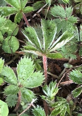 Potentilla simplex