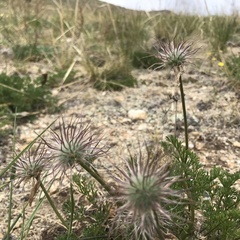 Pulsatilla tenuiloba