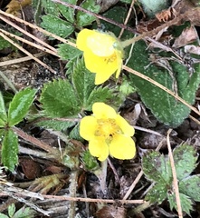 Potentilla simplex