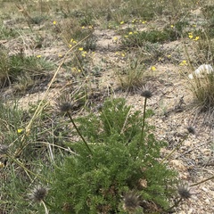 Pulsatilla tenuiloba