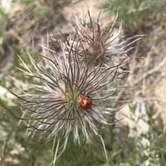 Pulsatilla tenuiloba