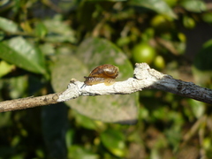 Succinea meridionalis