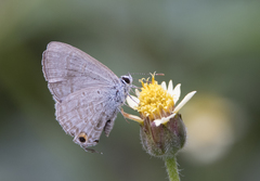 Catochrysops panormus